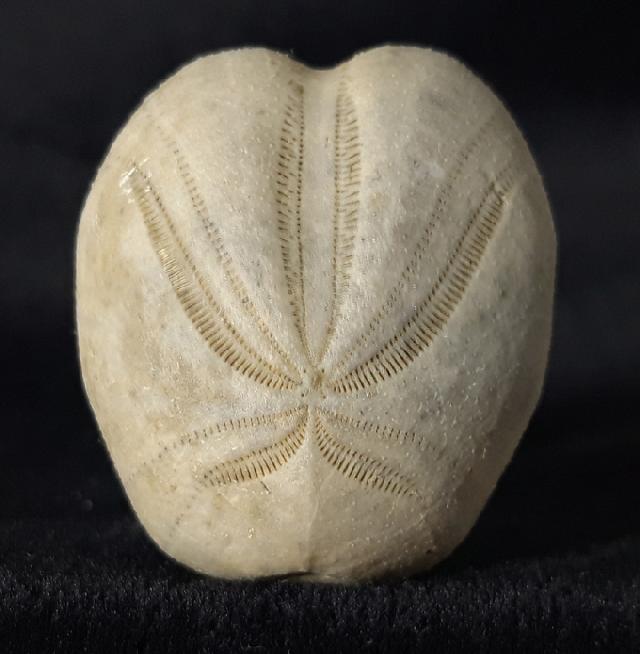 Heteraster oblongus (BRONGNIART 1821) - Bild &copy; FossNet FossilienStore